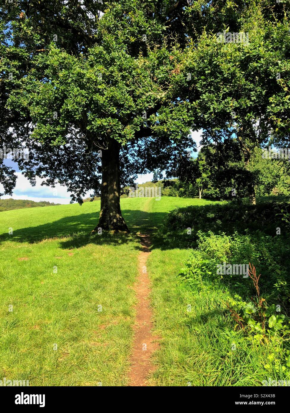 Sentier sous un chêne à travers un champ vert, septembre. Banque D'Images