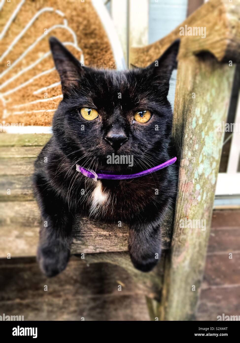 Un vieux chat mâle noir est farniente sur certains meubles de patio en bois. Il a les yeux couleur or. Banque D'Images