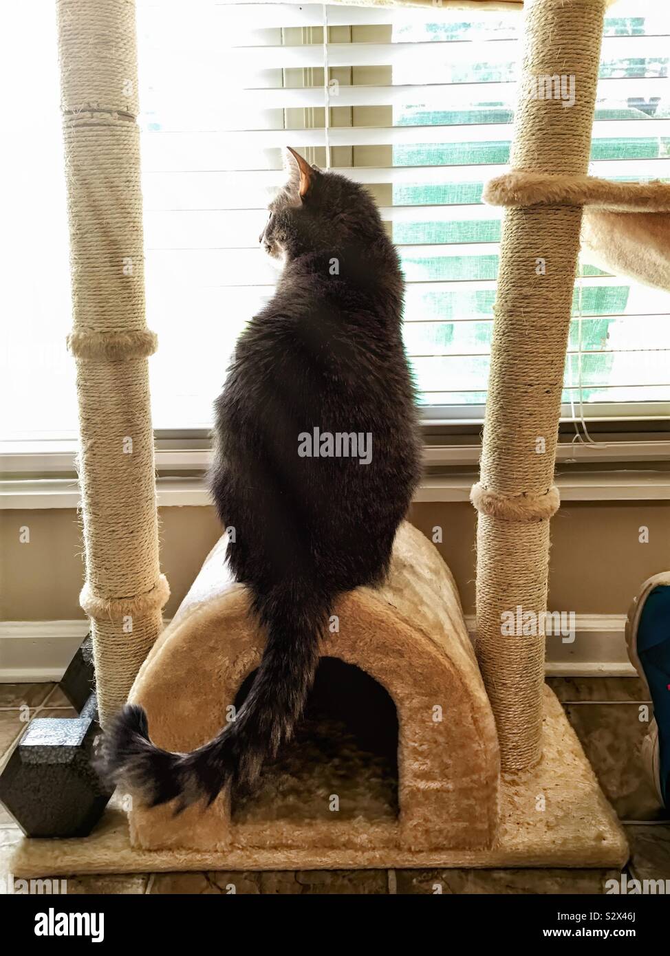 Domestique à l'intérieur d'un chat est sur son arbre à jouer par la fenêtre désir d'être à l'extérieur pour chasser les animaux de basse-cour. Banque D'Images