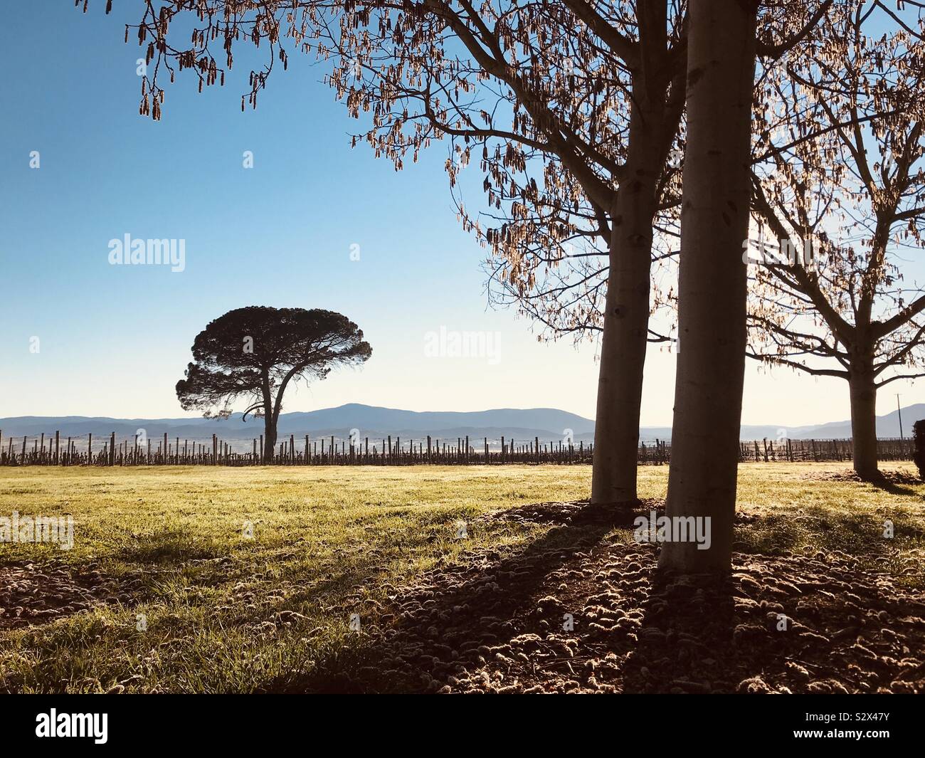 Arbre arbres plus petits nains à distance dans les régions rurales de l'Australie Banque D'Images