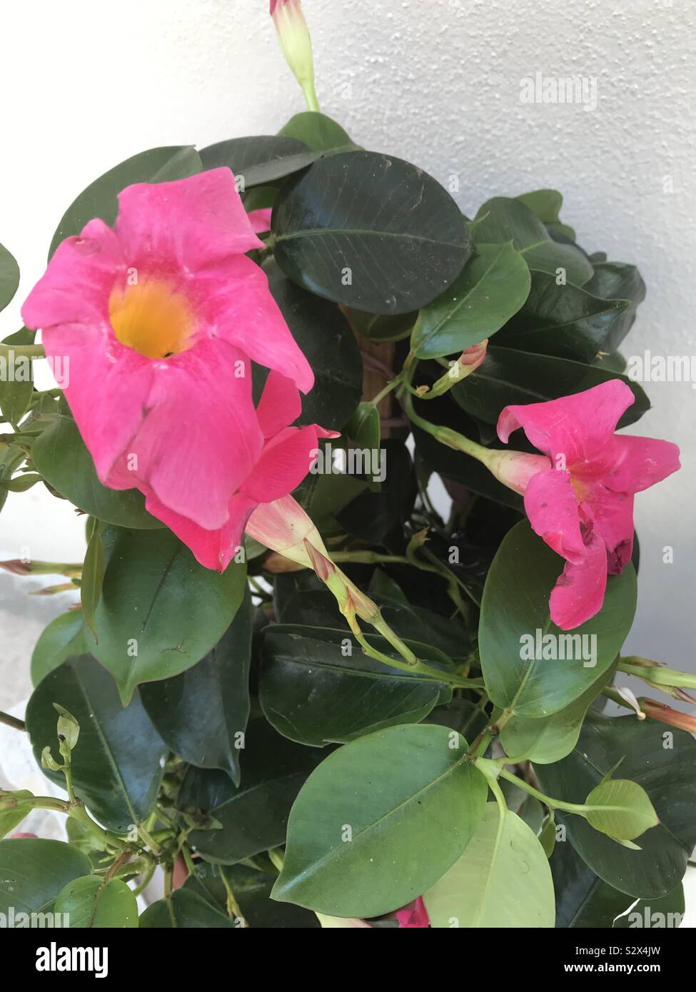 Fleurs roses à Otranto, Pouilles, Italie. Mai 2018. - Image de stock capturée avec un smartphone