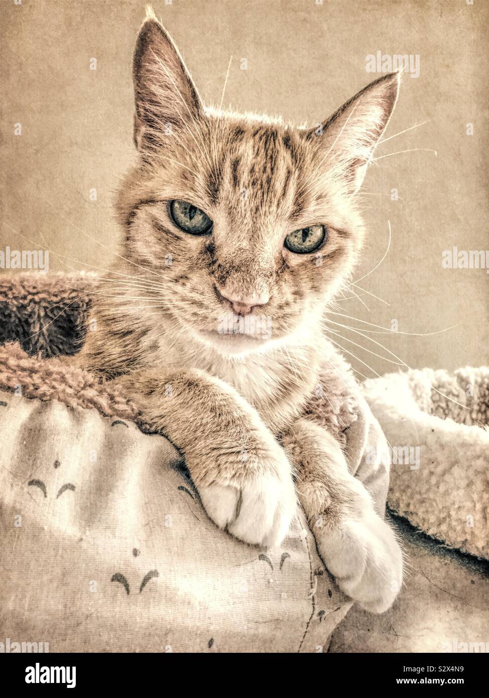 Domestique à l'intérieur d'un chat tabby mâle est relaxant dans son kitty bed. Cette image a un effet de texture grunge. Banque D'Images