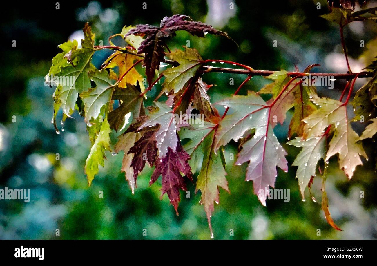 La photographie d'arrière-cour. Les feuilles d'automne et la pluie. Banque D'Images La photographie d'arrière-cour. Les feuilles d'automne et la pluie. Banque D'Images