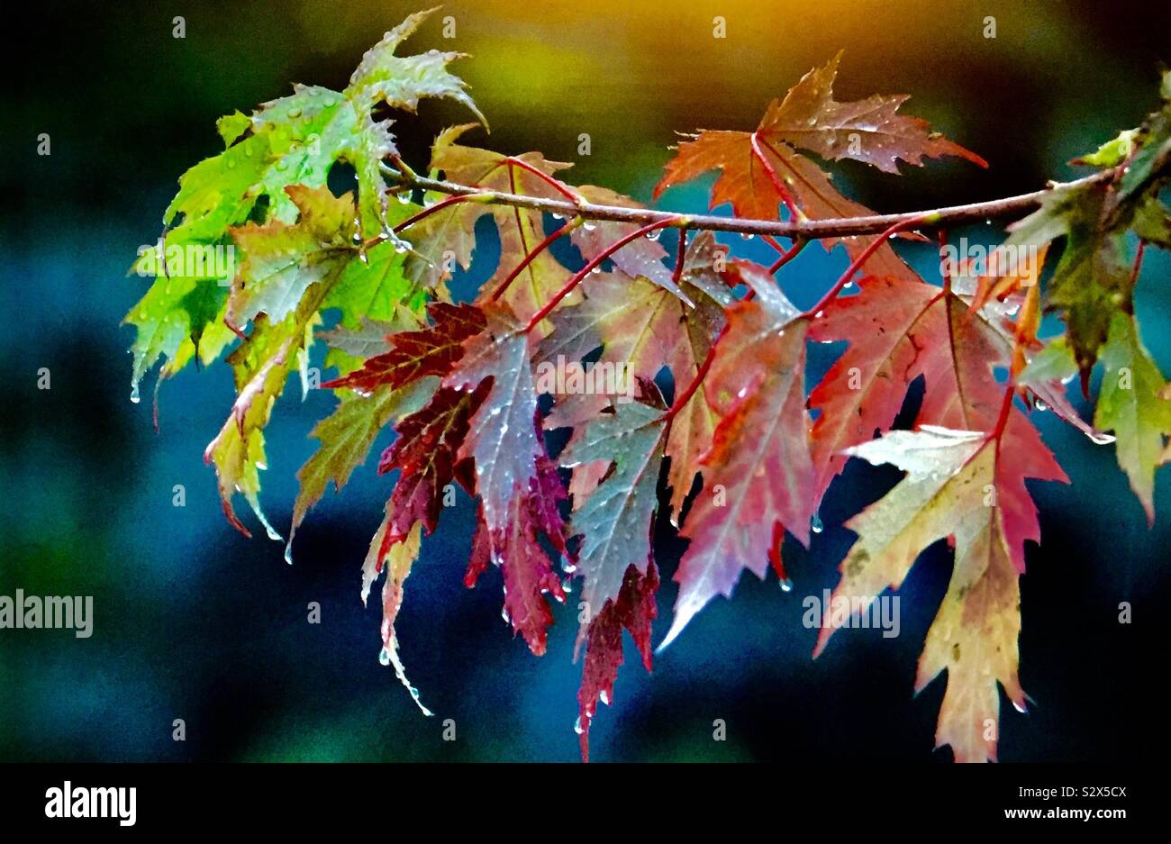 La photographie d'arrière-cour. Les feuilles d'automne et la pluie. Banque D'Images La photographie d'arrière-cour. Les feuilles d'automne et la pluie. Banque D'Images