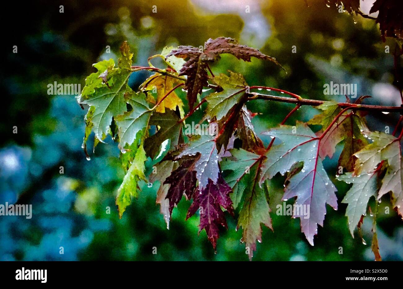 La photographie d'arrière-cour. Les feuilles d'automne et la pluie. Banque D'Images La photographie d'arrière-cour. Les feuilles d'automne et la pluie. Banque D'Images