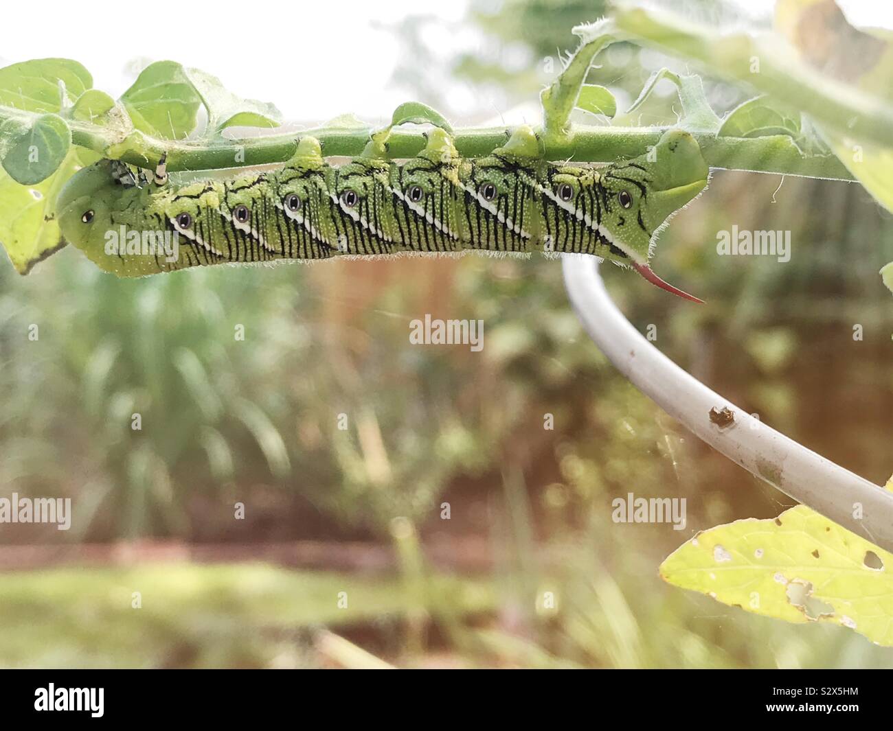 chenille renversée de ver de corne de tabac mangeant les feuilles d'un plant de tomate cerise. La chenille du ver de corne se transformera en une teigne sphinx. Banque D'Images