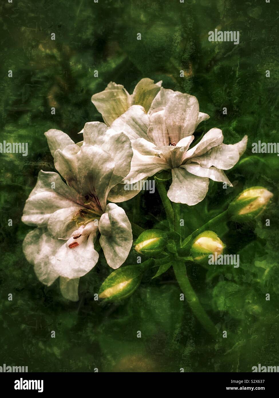 Fleurs blanc close up Banque D'Images