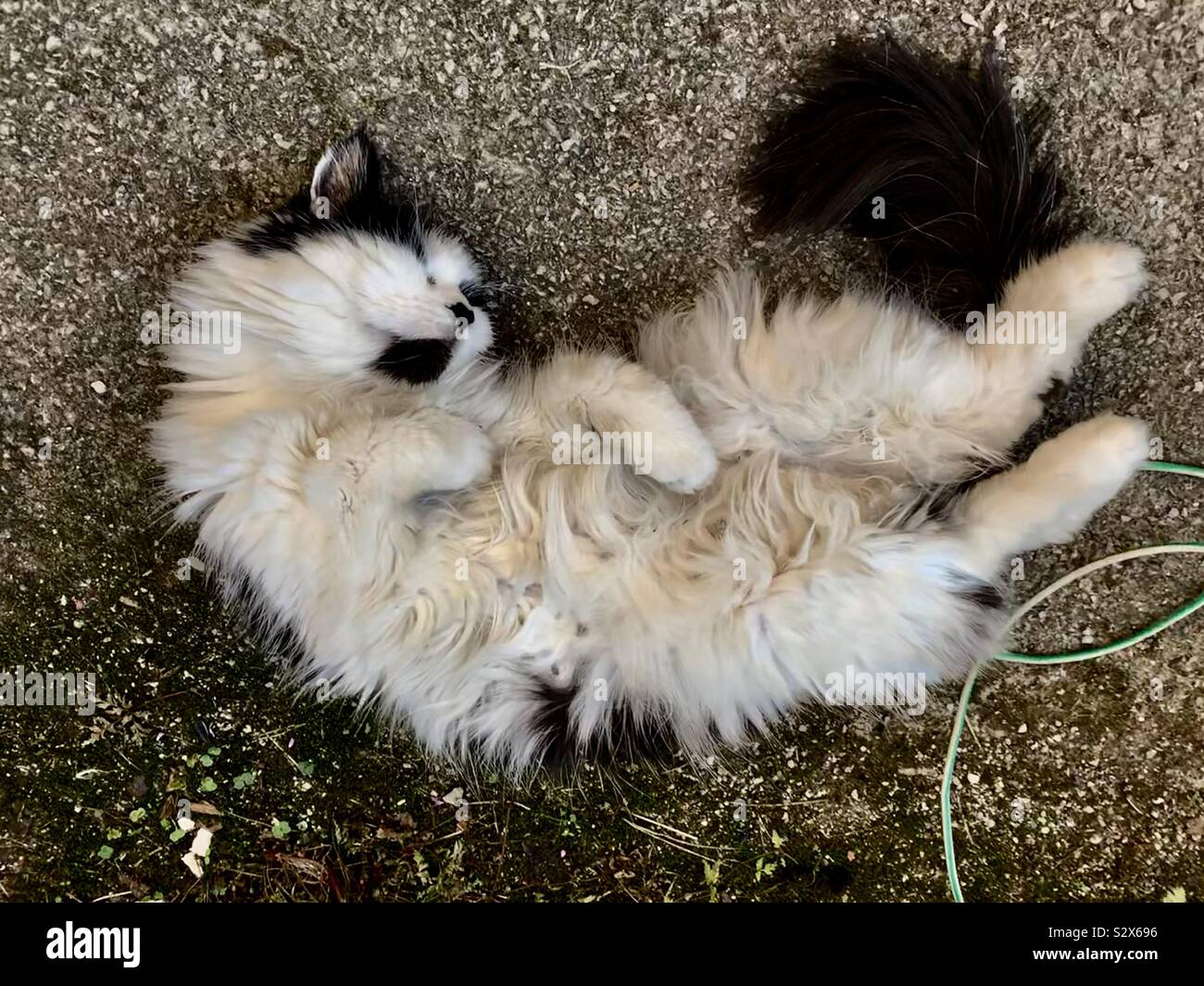 Noir et blanc moelleux mignon chat endormi sur son dos Banque D'Images