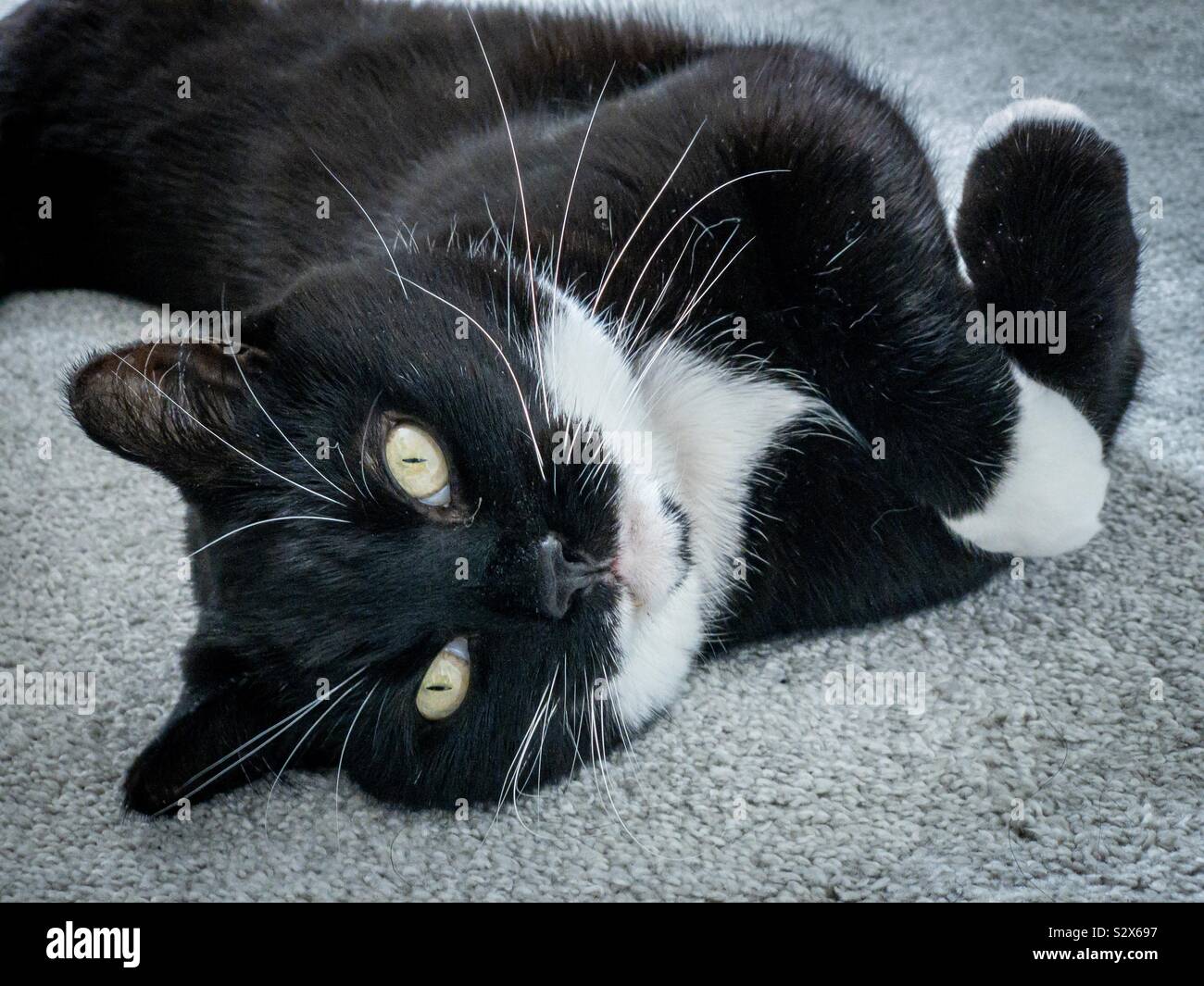 Chat noir et blanc posé sur un tapis à la caméra à droite Banque D'Images