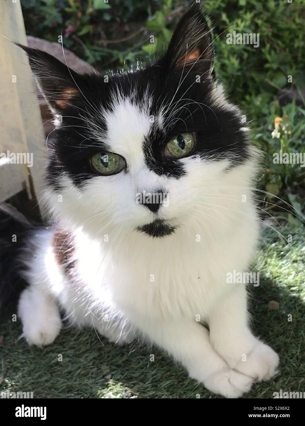 Joli Chat Noir Et Blanc Avec Nez En Forme De Coeur A La Recherche Dans L Appareil Photo Photo Stock Alamy Joli Chat Noir Et Blanc Avec Nez En Forme De Coeur A La Recherche Dans L Appareil Photo Photo Stock Alamy