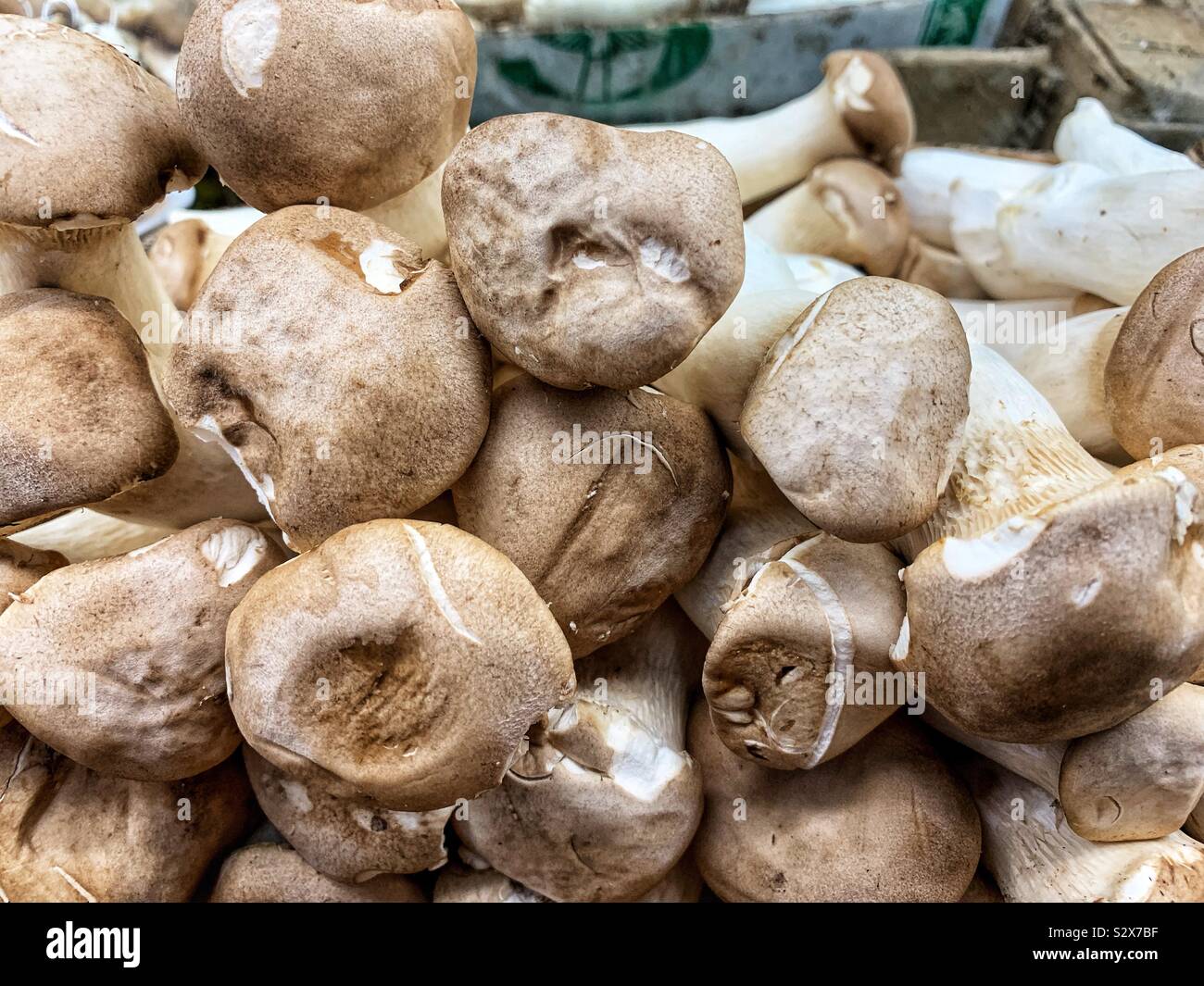 Pleurotus eryngii, roi des champignons trompette, cor français, le roi