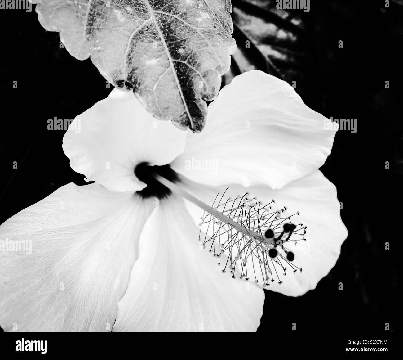 Fleur d'hibiscus blanc en noir et blanc Banque D'Images