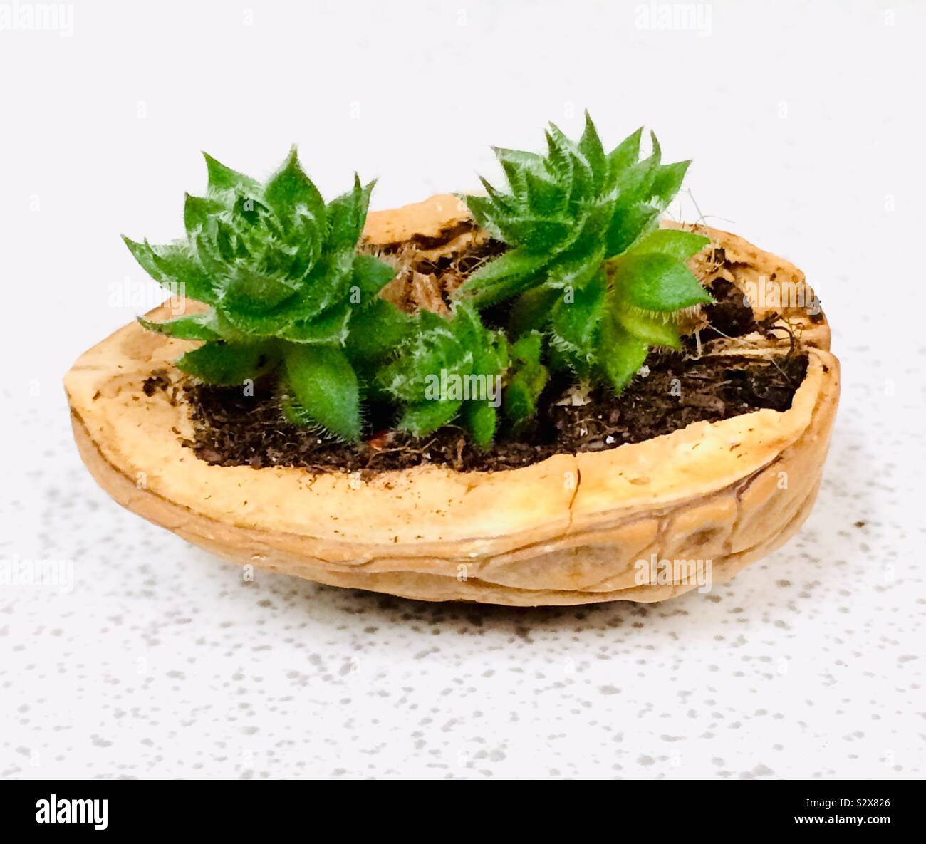 Sempervivum plantes alpines en coquille de noix Banque D'Images Sempervivum plantes alpines en coquille de noix Banque D'Images