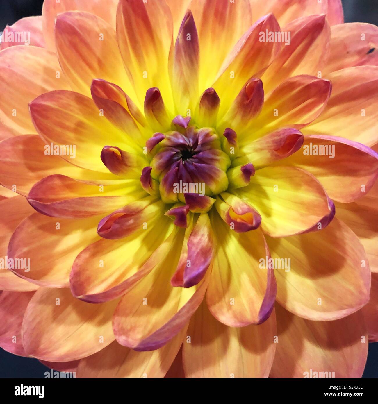 Dahlia 'Pam Howden'. Banque D'Images