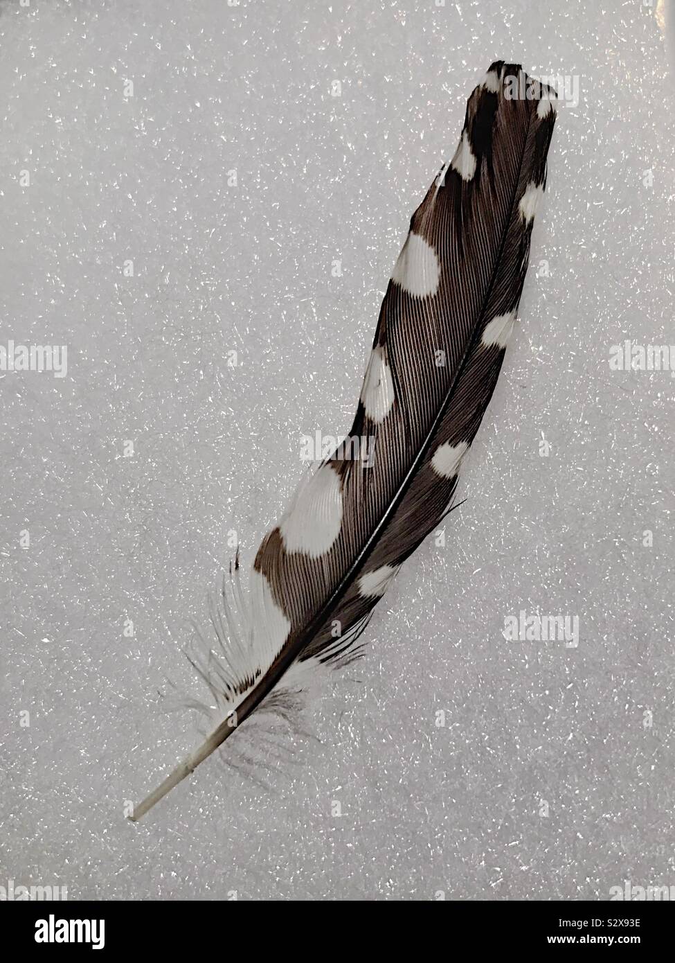 Plume noire avec des points blancs - Image de stock capturée avec un smartphone