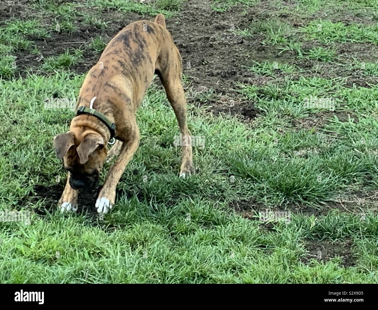 Un chien chiot boxer bringé de creuser dans les chantiers de la saleté et de pelouse herbe verte Banque D'Images