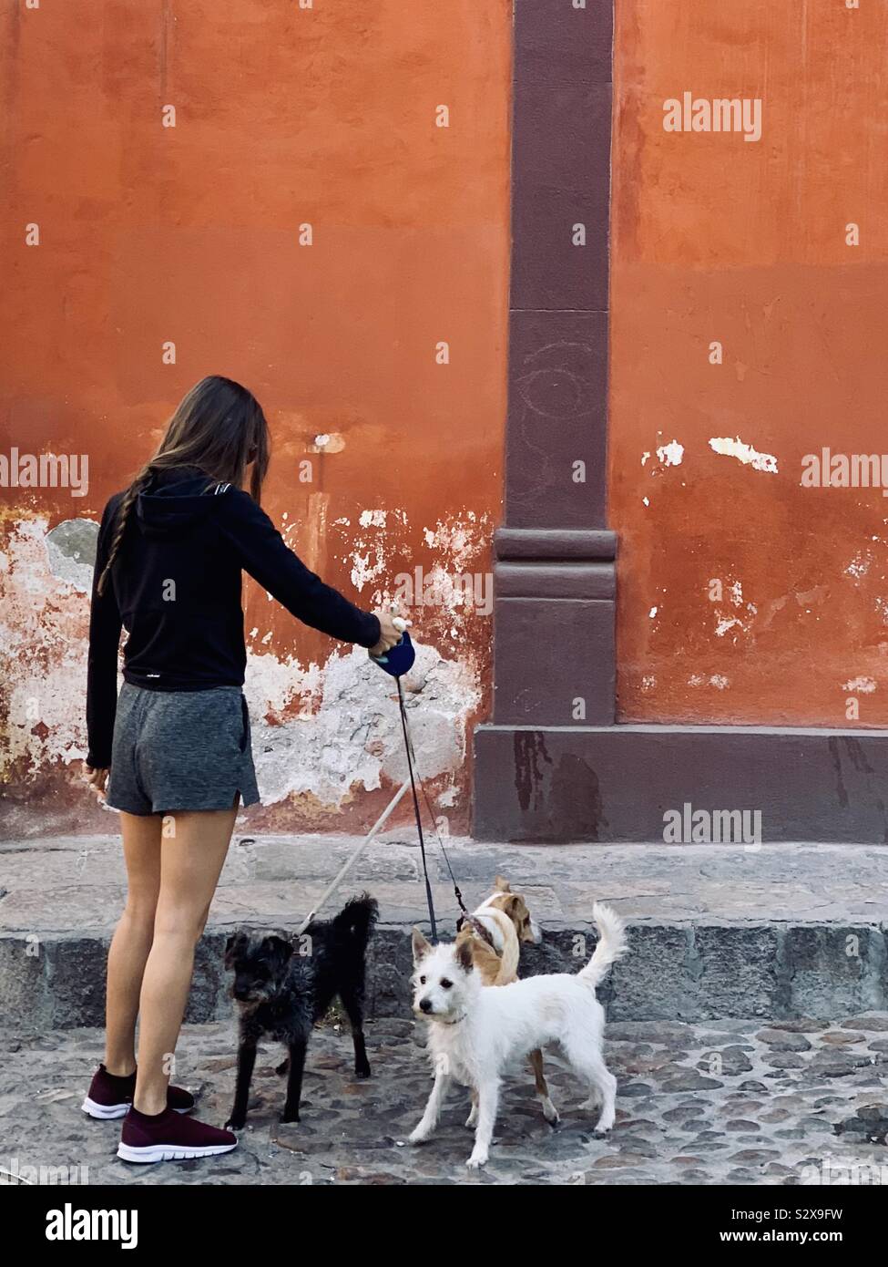 Promeneur de chien - Image de stock capturée avec un smartphone