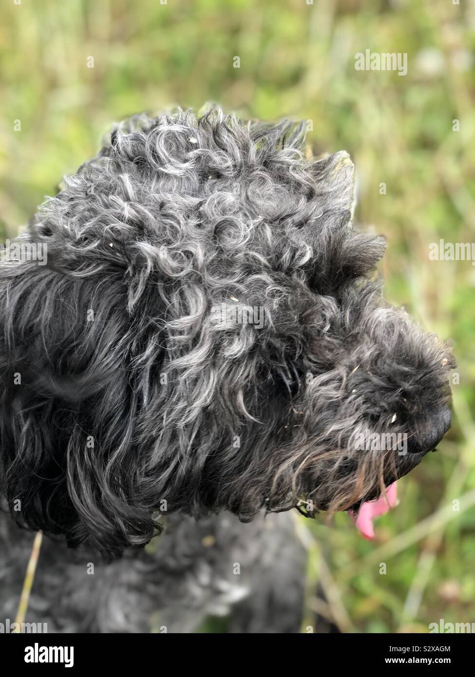 Bouclés ébouriffés teintés d'argent de schnoodle fourrure noire. Close up de haut de la tête, les oreilles tombantes, langue rose et l'arrière-plan de champ vert gazon. Banque D'Images