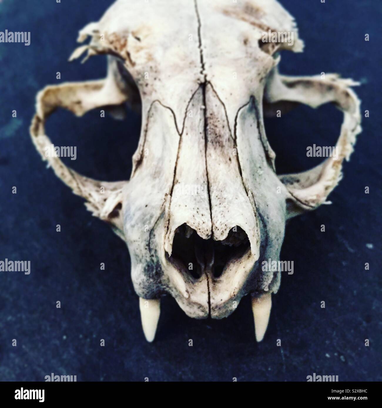 Crane De Chat Banque D Image Et Photos Alamy