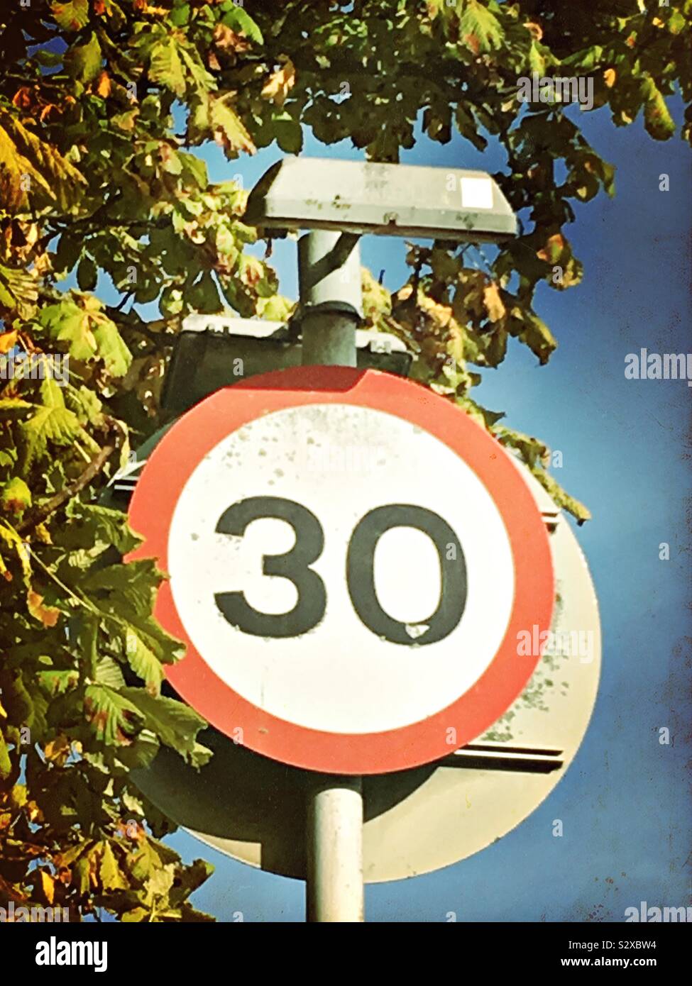 Un panneau de circulation routière britannique circulaire donnant une limite de vitesse de 30 milles à l'heure, avec les feuilles d'automne sur un arbre. Banque D'Images