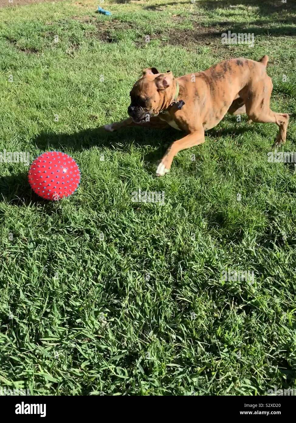 Notre chien boxer bringé jouer au ballon dans la cour Banque D'Images