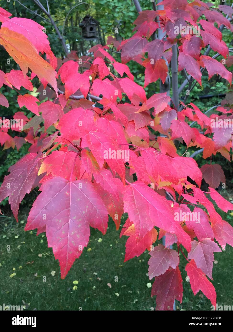 La photographie d'arrière-cour, couleurs d'automne Banque D'Images La photographie d'arrière-cour, couleurs d'automne Banque D'Images