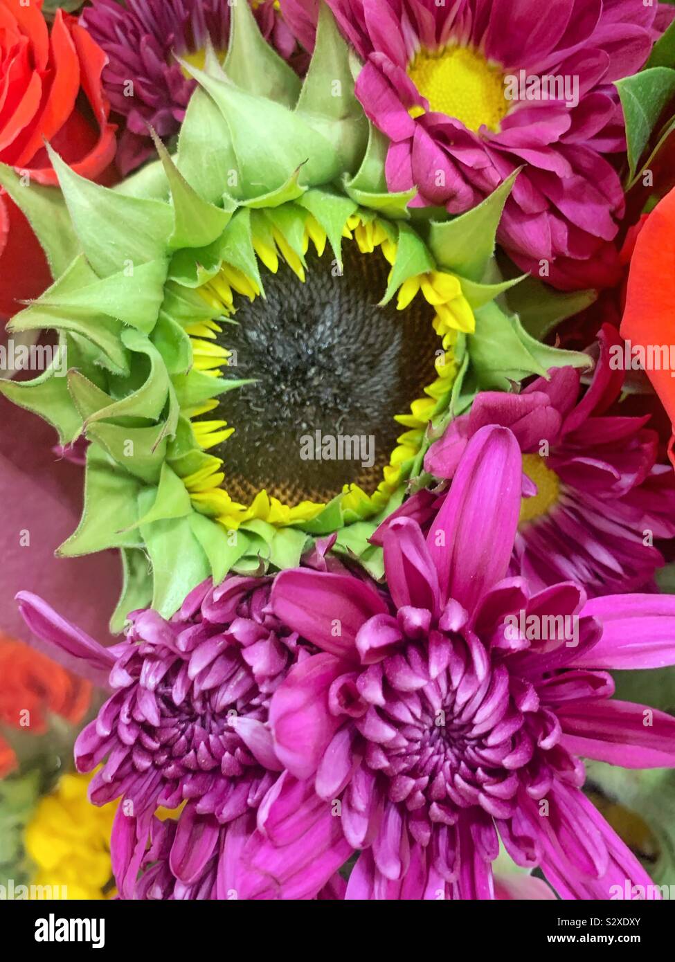 Tournesols et chrysanthèmes violet Banque D'Images