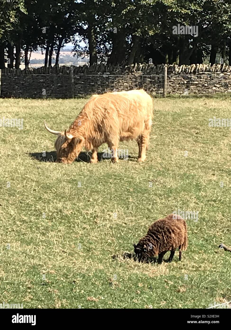 Vache Highland Banque D'Images