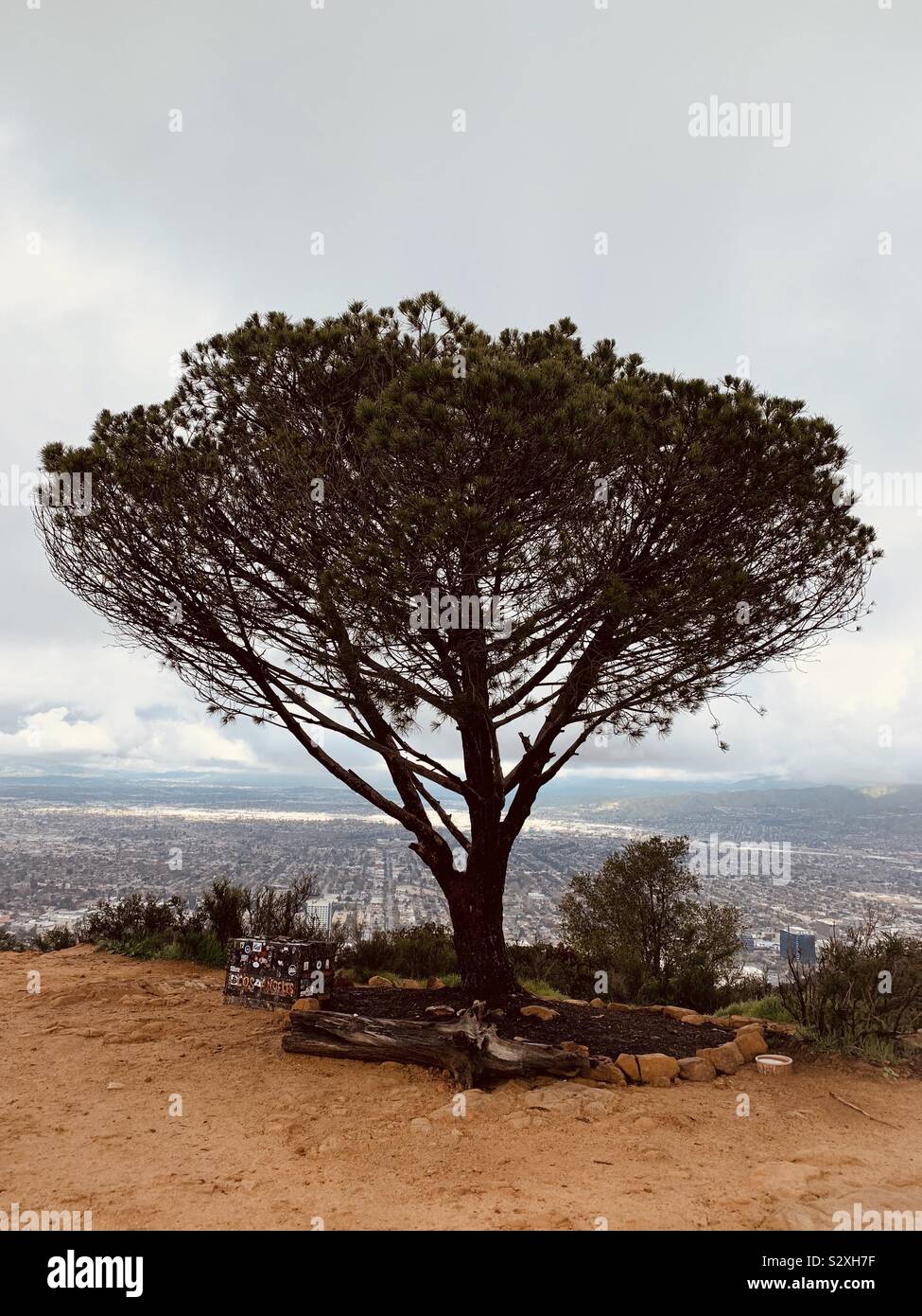 Arbre de sagesse, Los Angeles Banque D'Images