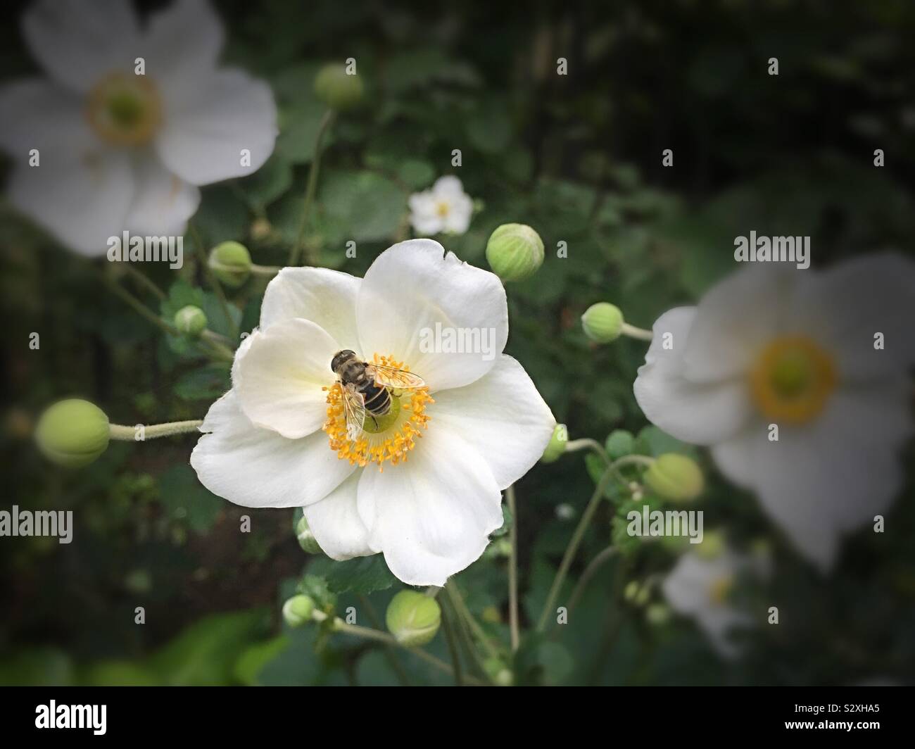 Gros plan d'une abeille sur une fleur blanche, USA Banque D'Images