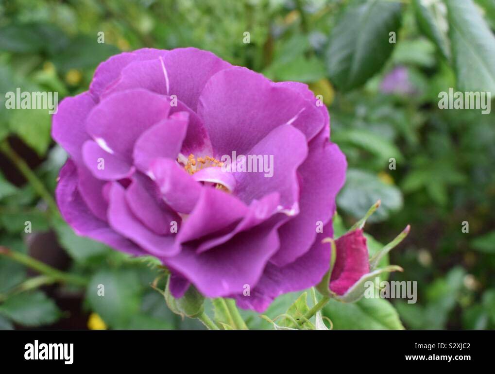 Fleurs rose pourpre Banque D'Images