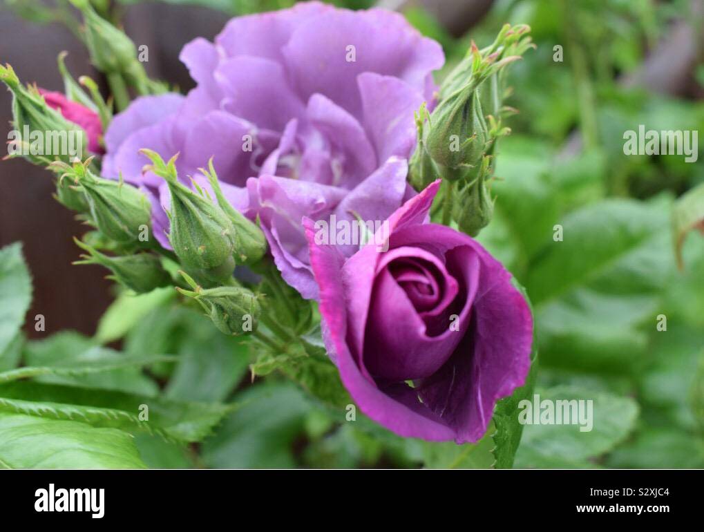 Fleurs rose pourpre Banque D'Images