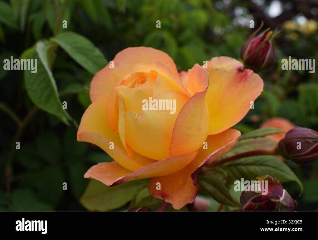 Fleur rose jaune orange Banque D'Images
