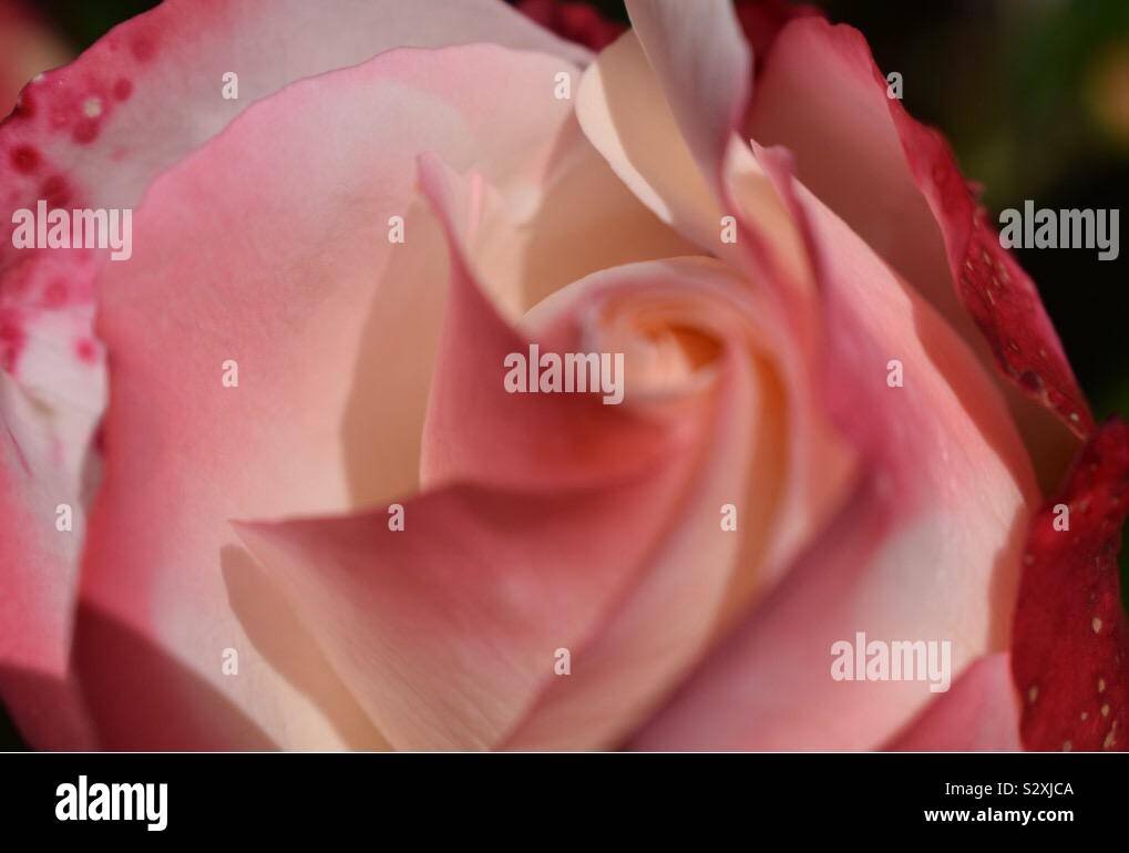 Close up rose fleur rose Banque D'Images