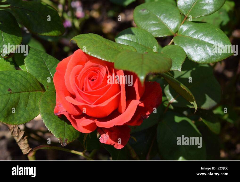 Fleur rose rouge Banque D'Images