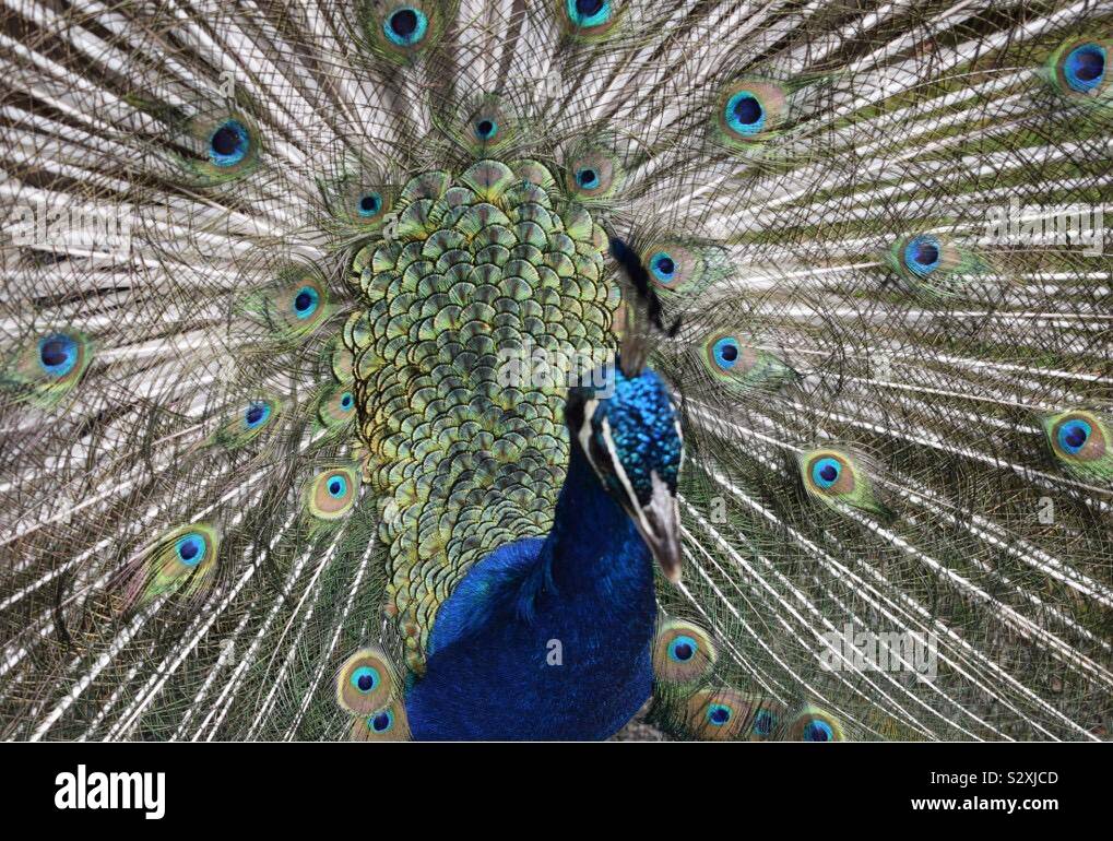 Close up peacock bleu sarcelle Banque D'Images