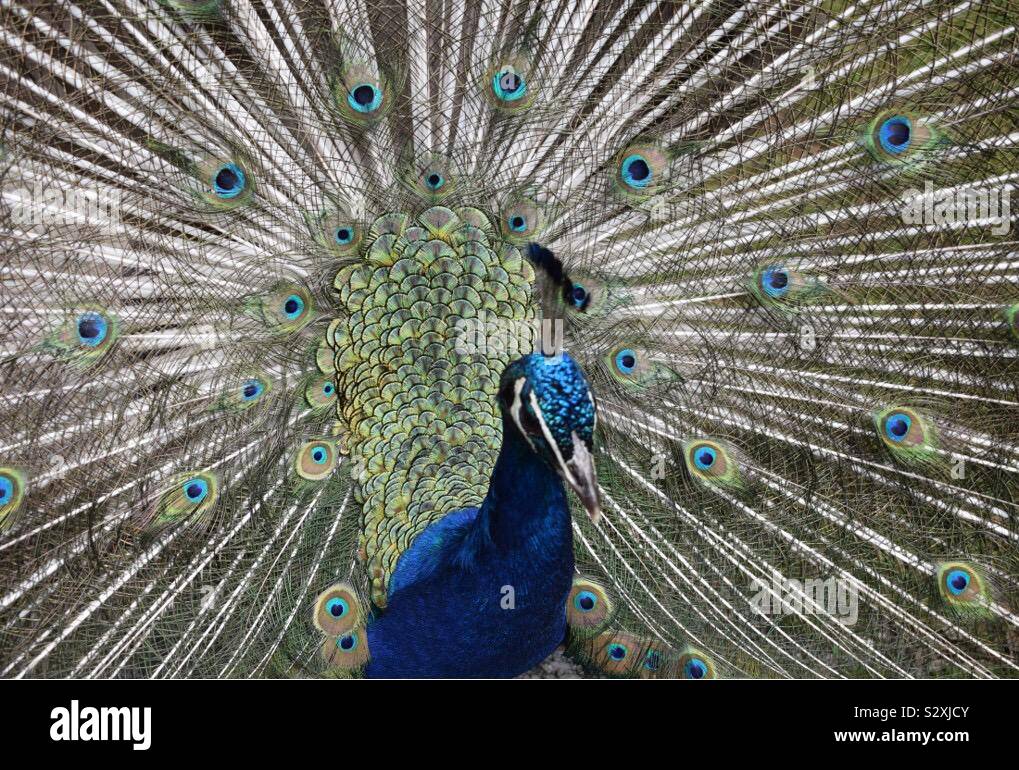 Peacock blue teal close up Banque D'Images