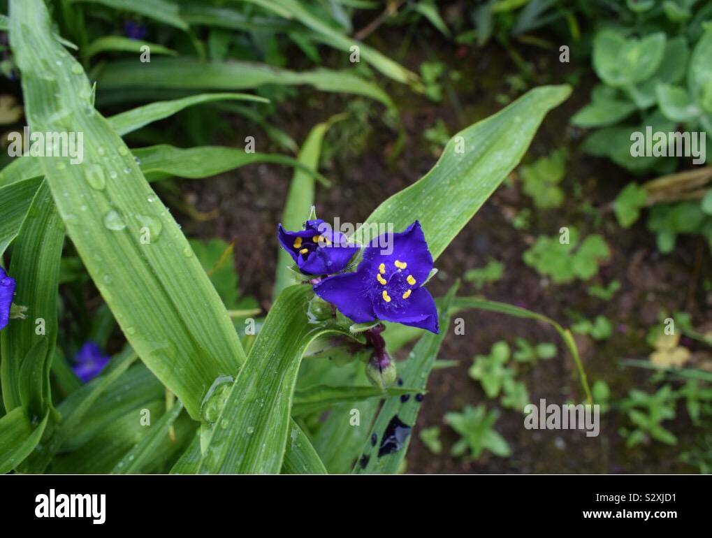Fleur Bleue des gouttelettes d'eau des feuilles humides Banque D'Images