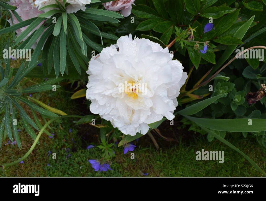 Fleurs blanches fleurs pourpre peu moss Banque D'Images