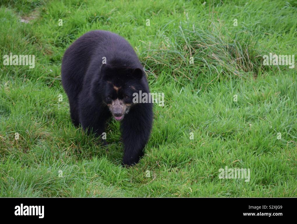 Ours noir Banque D'Images