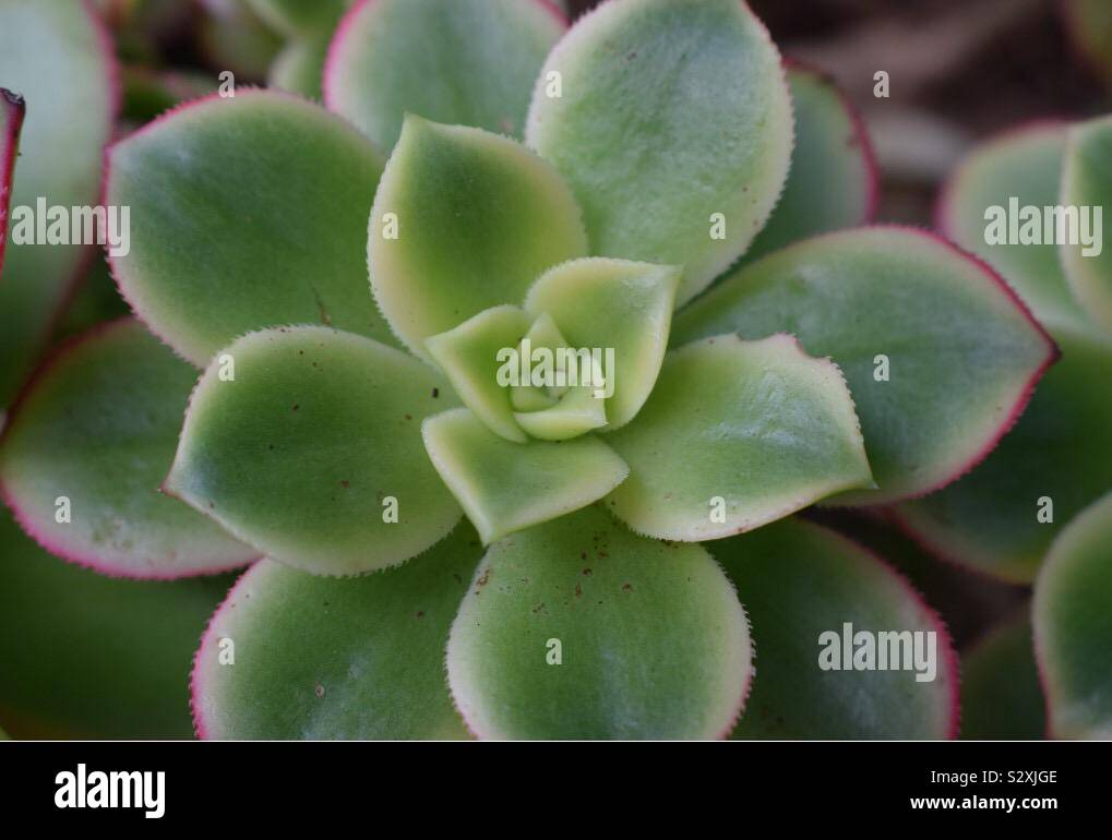 Green plante succulente close up Banque D'Images