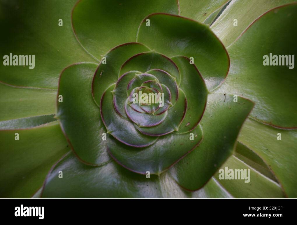 Green plante succulente close up Banque D'Images