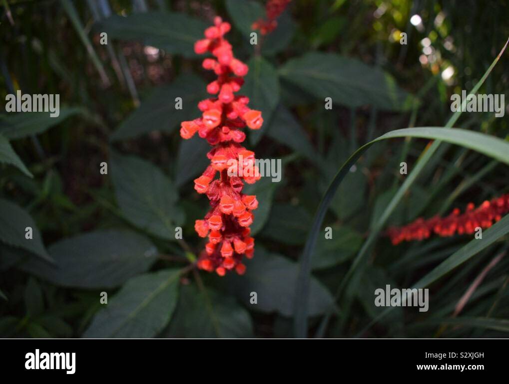 Fleurs rouges Banque D'Images