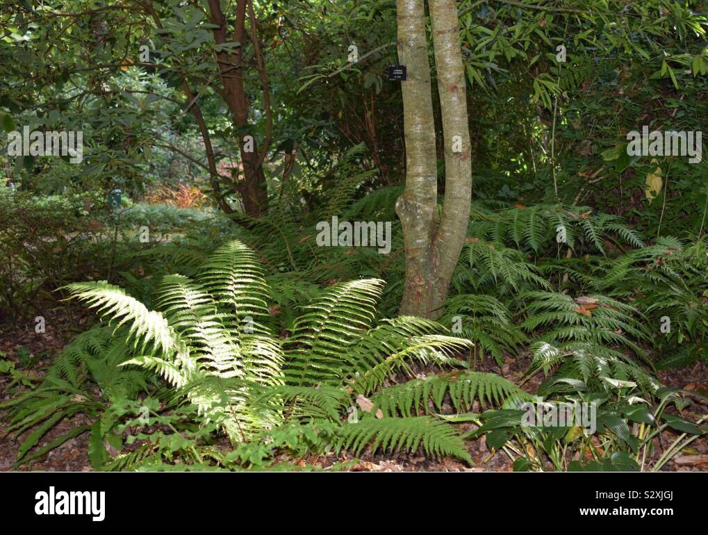 Soleil sol forestier de la forêt de fougères Banque D'Images