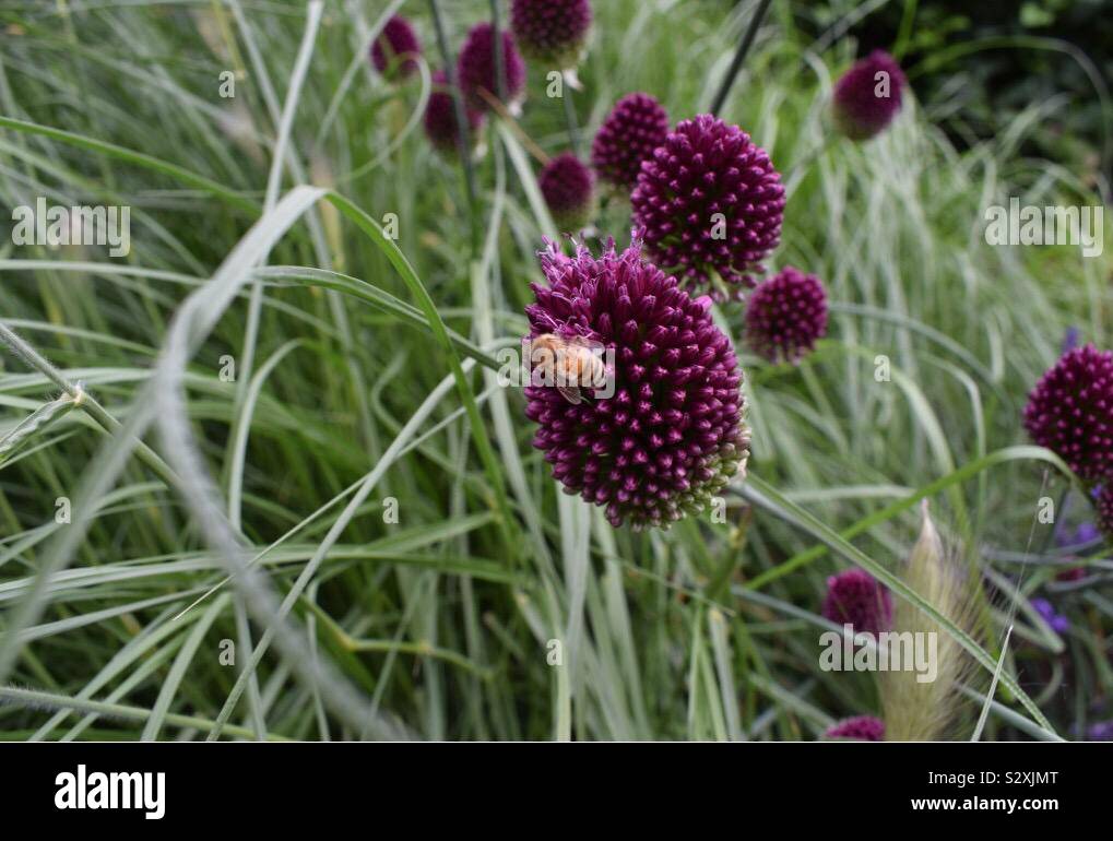 Fleurs violettes avec bourdon Banque D'Images