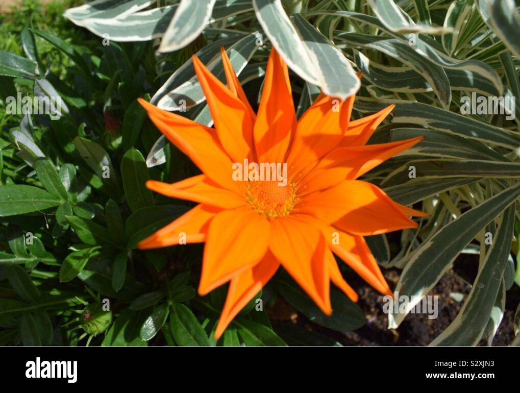 Fleur Dahlia Orange Banque D'Images