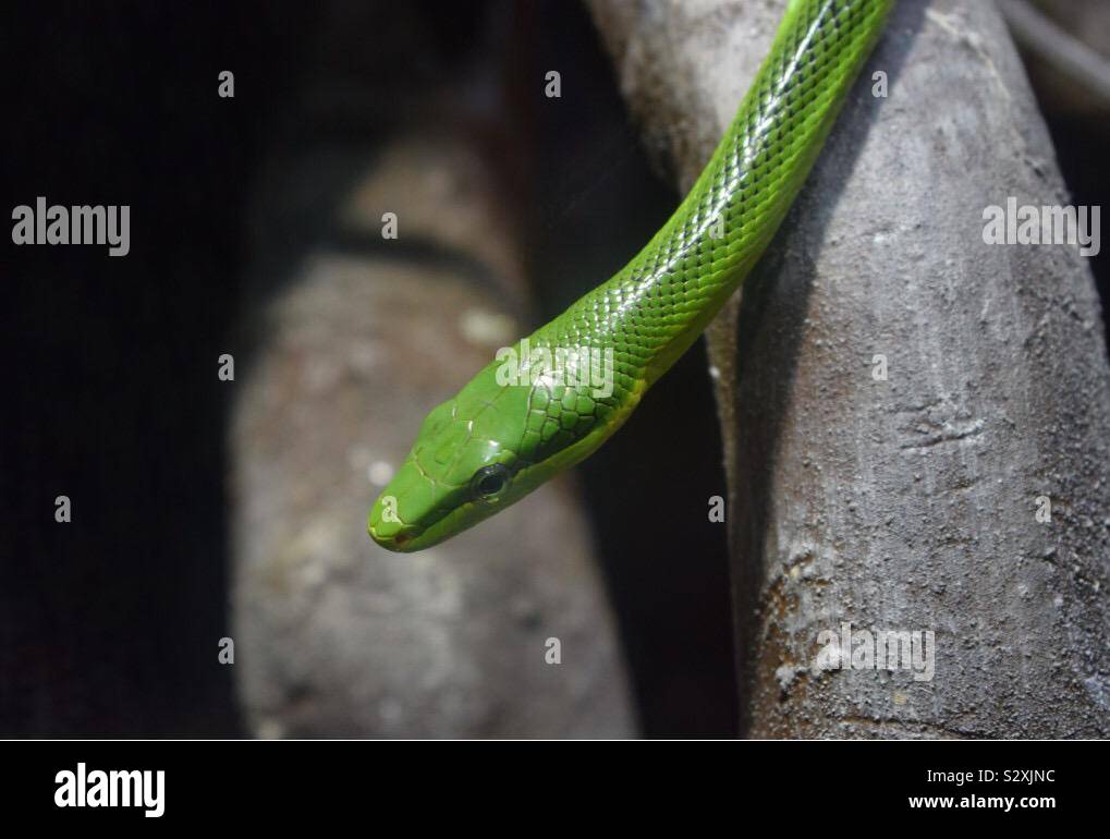 Serpent vert close up Banque D'Images