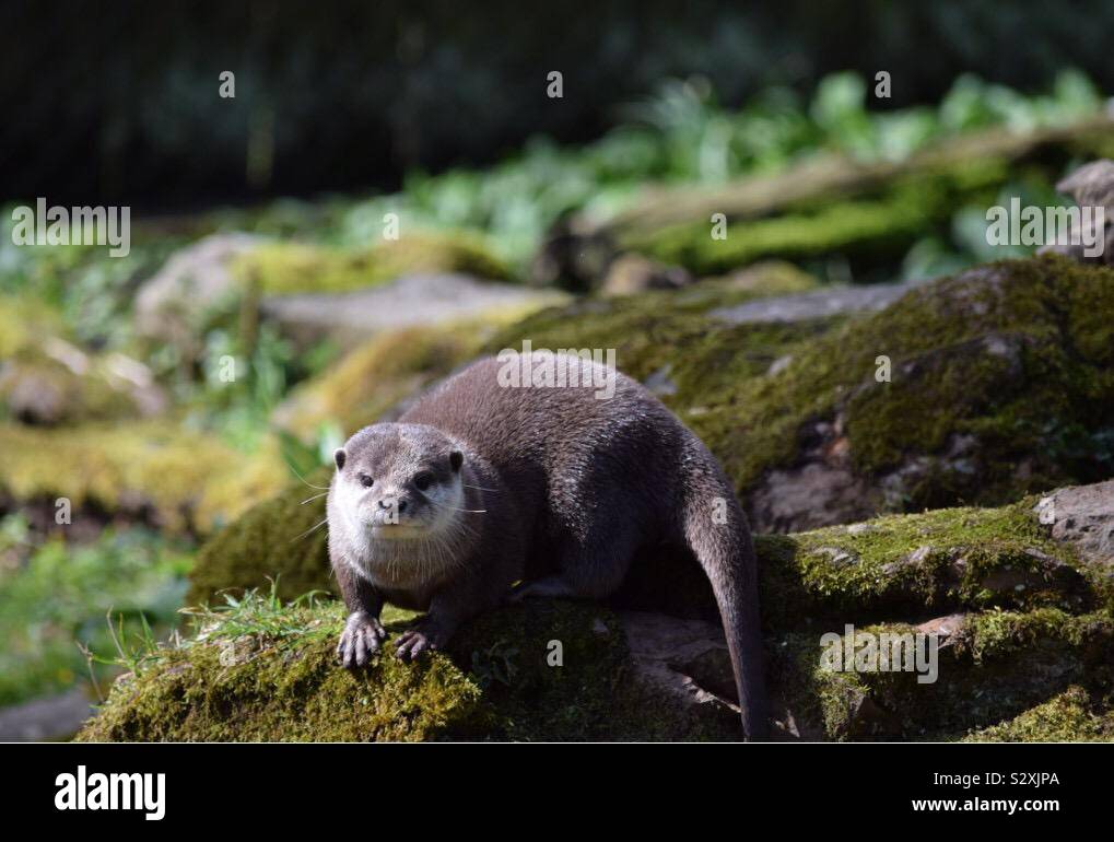 Otter sur les roches Banque D'Images