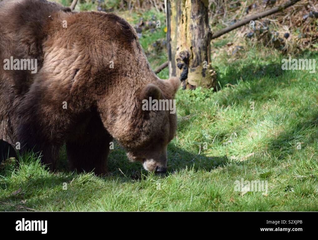 Ours brun Banque D'Images