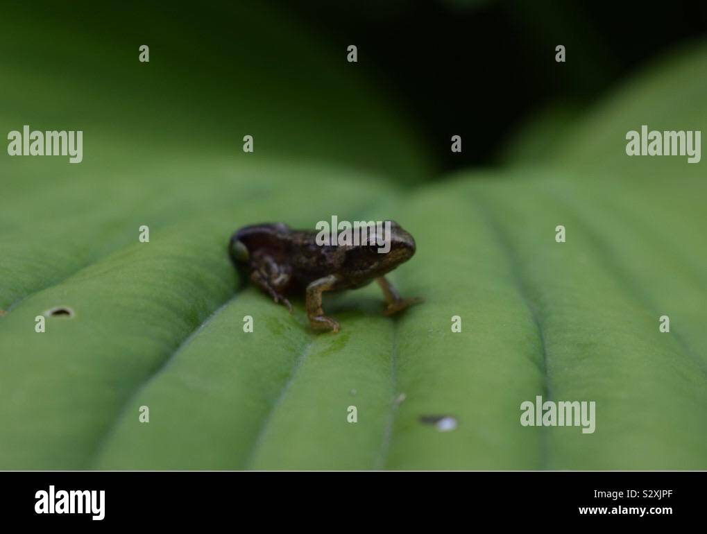 Petite grenouille on leaf Banque D'Images